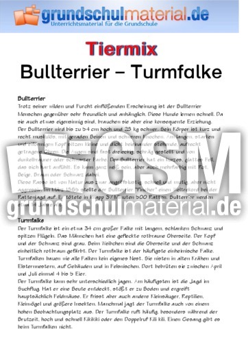 Bullterrier - Turmfalke.pdf